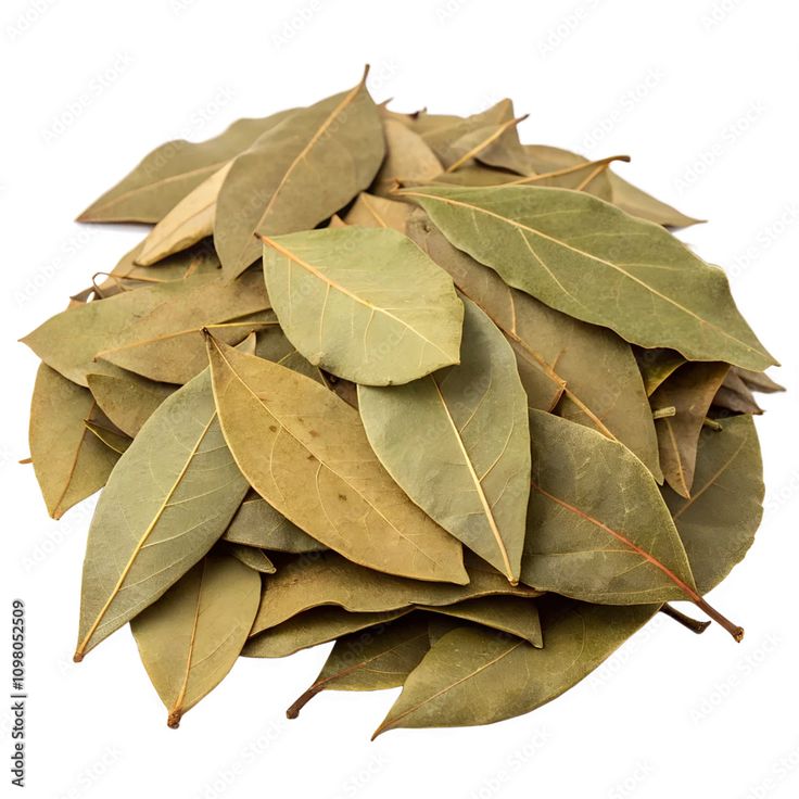 Hojas de laurel